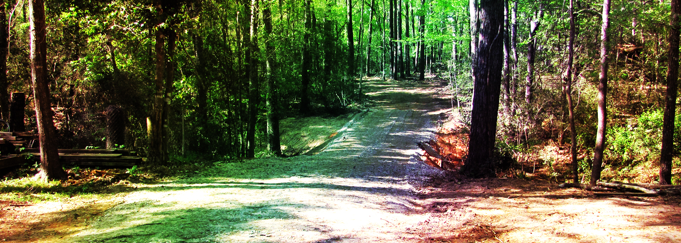 회화나무만의 매력