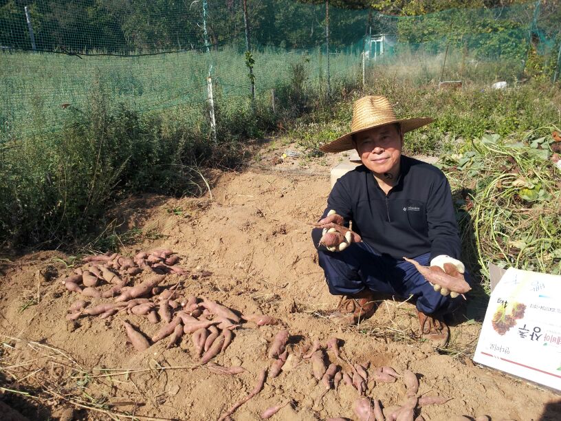 고구마 수확이 재미있어요
