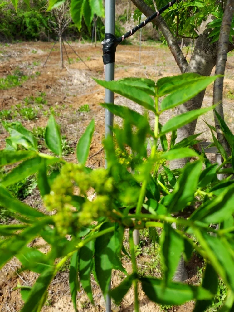 마가목 강화농장 서정수농장주
