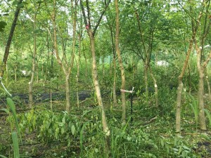 철저한 병충해 관리