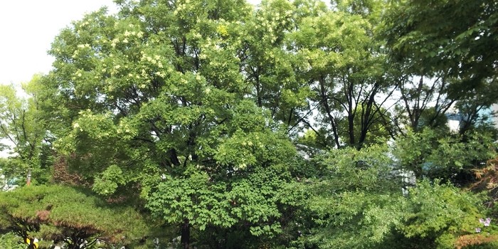 회화나무 식물정보 – 국립중앙과학관