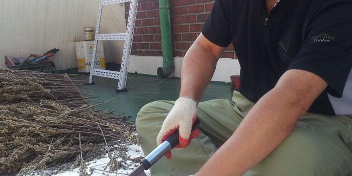 ‘강화사자발쑥’을 재배한 작은 보람