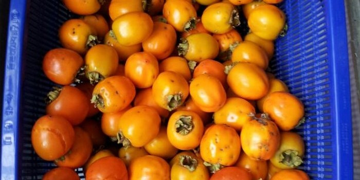 감 수확잘했어요