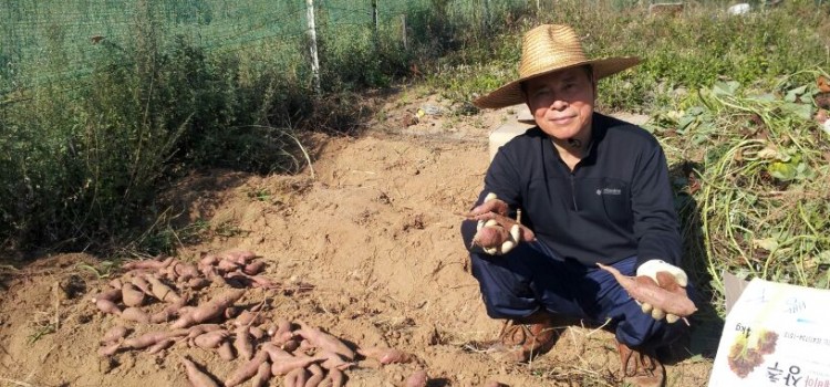 고구마 수확이 재미있어요
