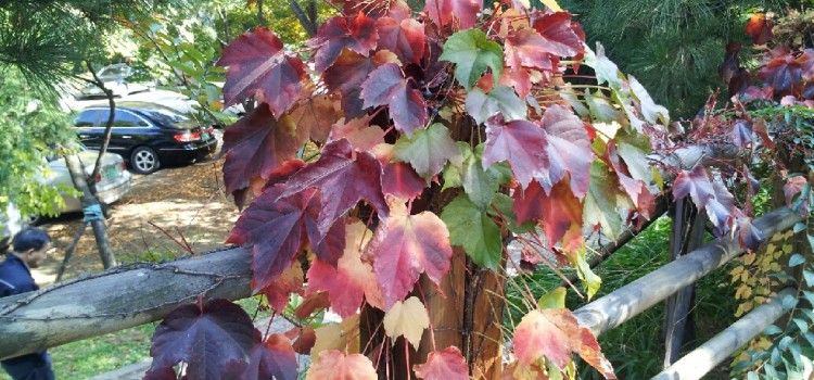 가을 낙엽과 함께 보는 漢詩!