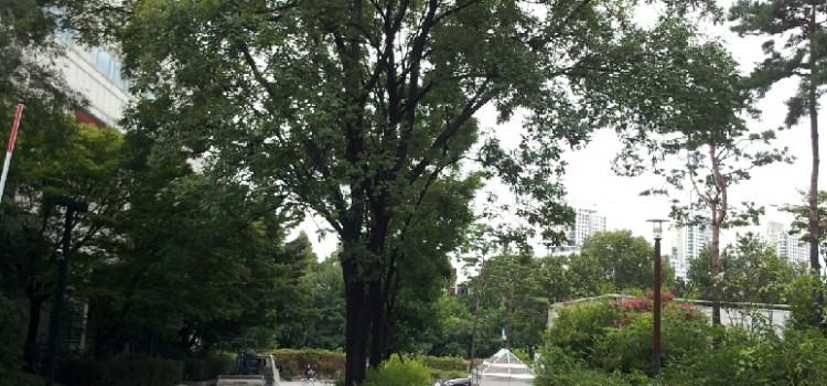 시: 회화나무 그늘- 이태수